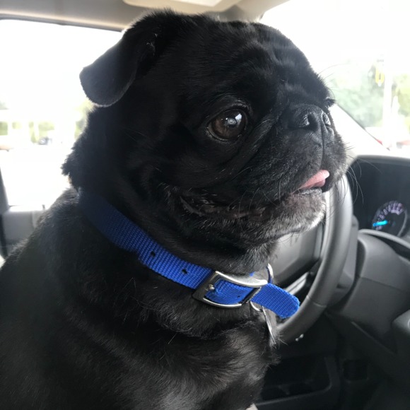 cozithepug